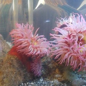 Meet your Posher, Toni